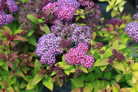 How to Winterize Your Magic Carpet Japanese Spirea for Cold Climates